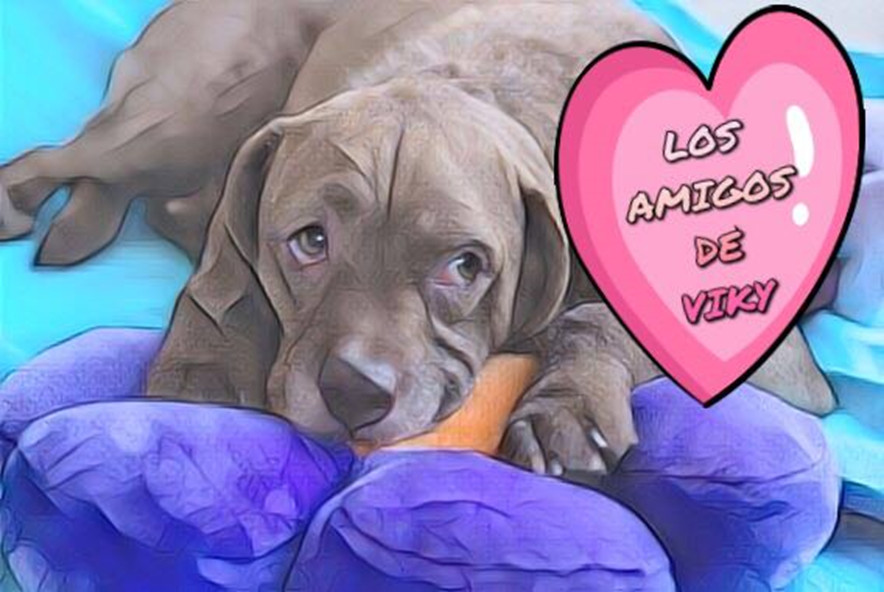 Logo Los Amigos de Viky